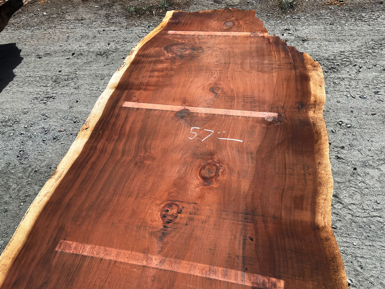 Giant Sequoia Live Edge Slab – 16.17' x 61" x 3.125" – Old Growth, Air-Dried – #C5-3