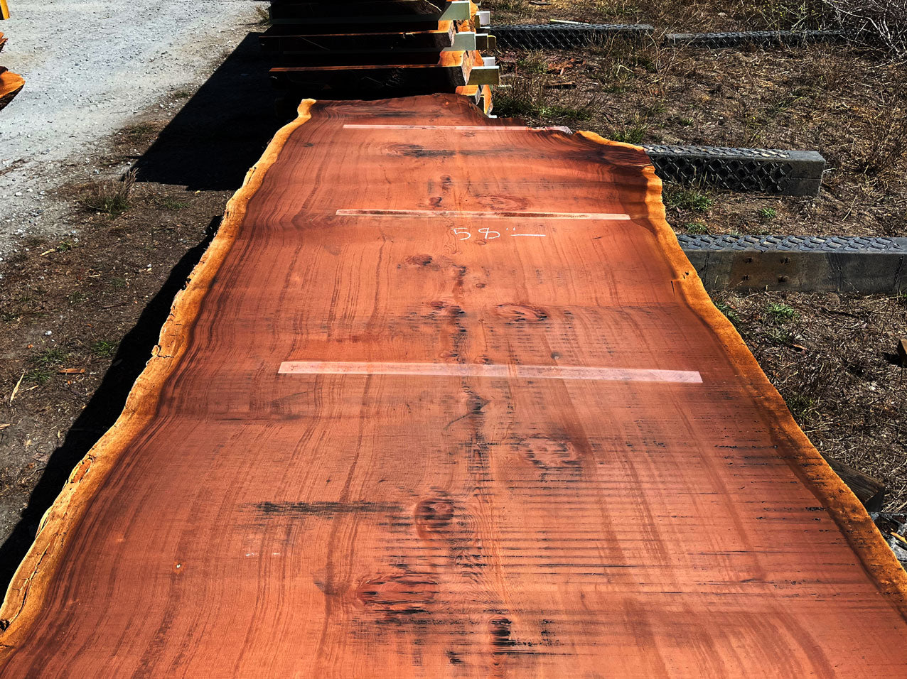 Giant Sequoia Live Edge Slab – 16.17' x 62" x 3.25" – Old Growth, Air-Dried – #C5-5