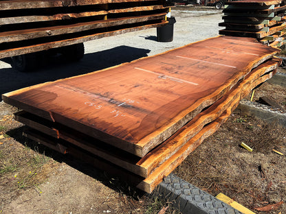 Giant Sequoia Live Edge Slab – 16.17' x 62" x 3.25" – Old Growth, Air-Dried – #C5-5