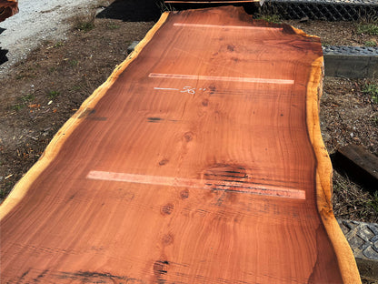 Giant Sequoia Live Edge Slab – 15.83' x 61" x 3.25" – Old Growth, Air-Dried – #C5-7