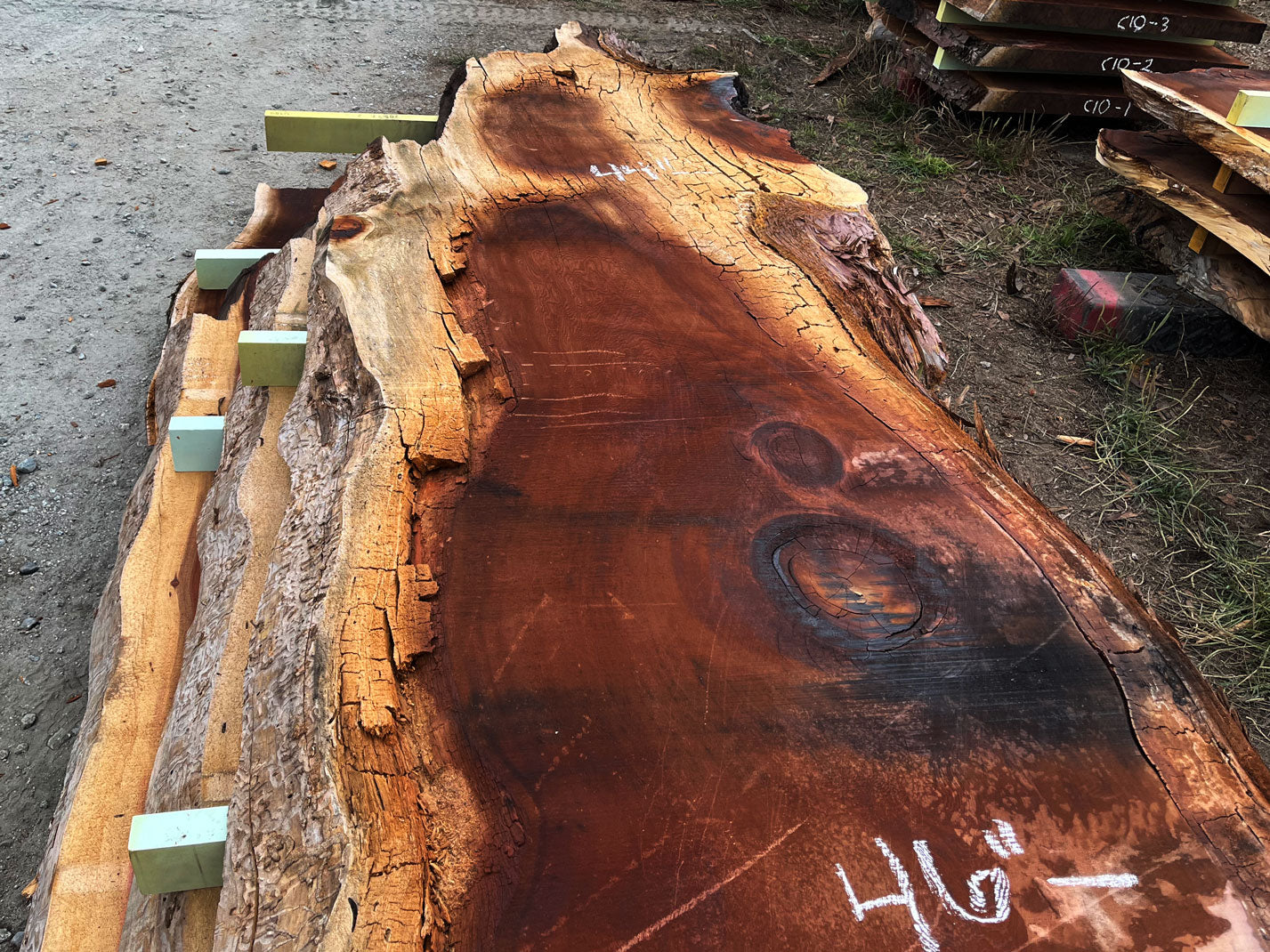Giant Sequoia Live Edge Slab – 14.92' x 50" x 3.25" – Old Growth, Air-Dried – #C5-8