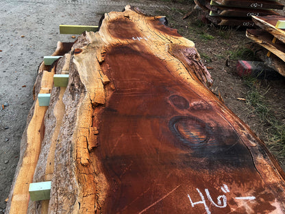 Giant Sequoia Live Edge Slab – 14.92' x 50" x 3.25" – Old Growth, Air-Dried – #C5-8