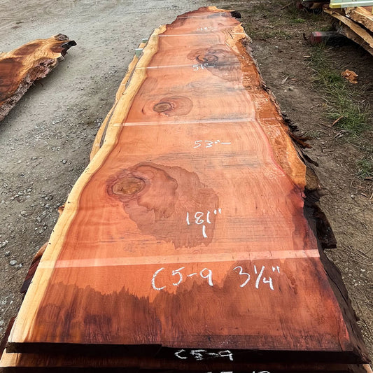 Giant Sequoia Live Edge Slab – 15.08' x 53" x 3.25" – Old Growth, Air-Dried – #C5-9