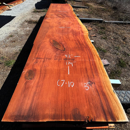 Giant Sequoia Live Edge Slab – 14.5' x 45" x 3" – Old Growth, Air-Dried – #C7-10