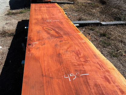 Giant Sequoia Live Edge Slab – 14.5' x 45" x 3" – Old Growth, Air-Dried – #C7-10
