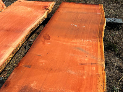 Giant Sequoia Live Edge Slab – 14.5' x 45" x 2.5" – Old Growth, Air-Dried – #C7-12