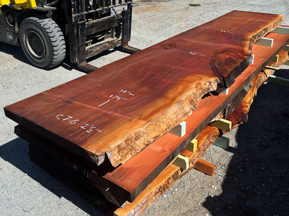 Giant Sequoia Live Edge Slab – 14.5' x 42" x 2.5" – Old Growth, Air-Dried – #C7-6