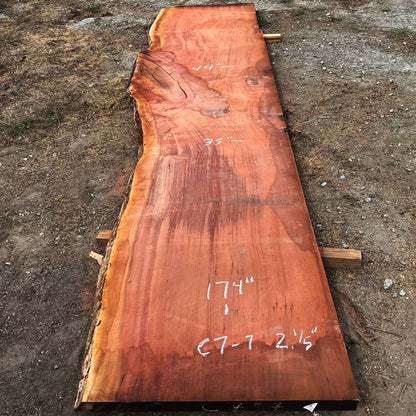 Giant Sequoia Live Edge Slab – 14.5' x 44" x 2.5" – Old Growth, Air-Dried – #C7-7