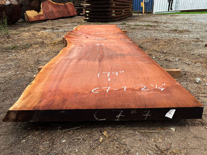 Giant Sequoia Live Edge Slab – 14.5' x 44" x 2.5" – Old Growth, Air-Dried – #C7-7
