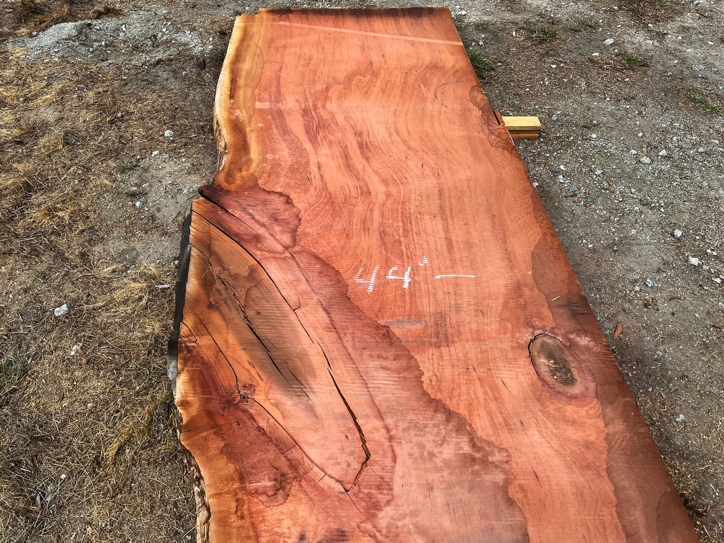Giant Sequoia Live Edge Slab – 14.5' x 44" x 2.5" – Old Growth, Air-Dried – #C7-7