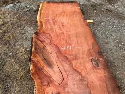 Giant Sequoia Live Edge Slab – 14.5' x 44" x 2.5" – Old Growth, Air-Dried – #C7-7