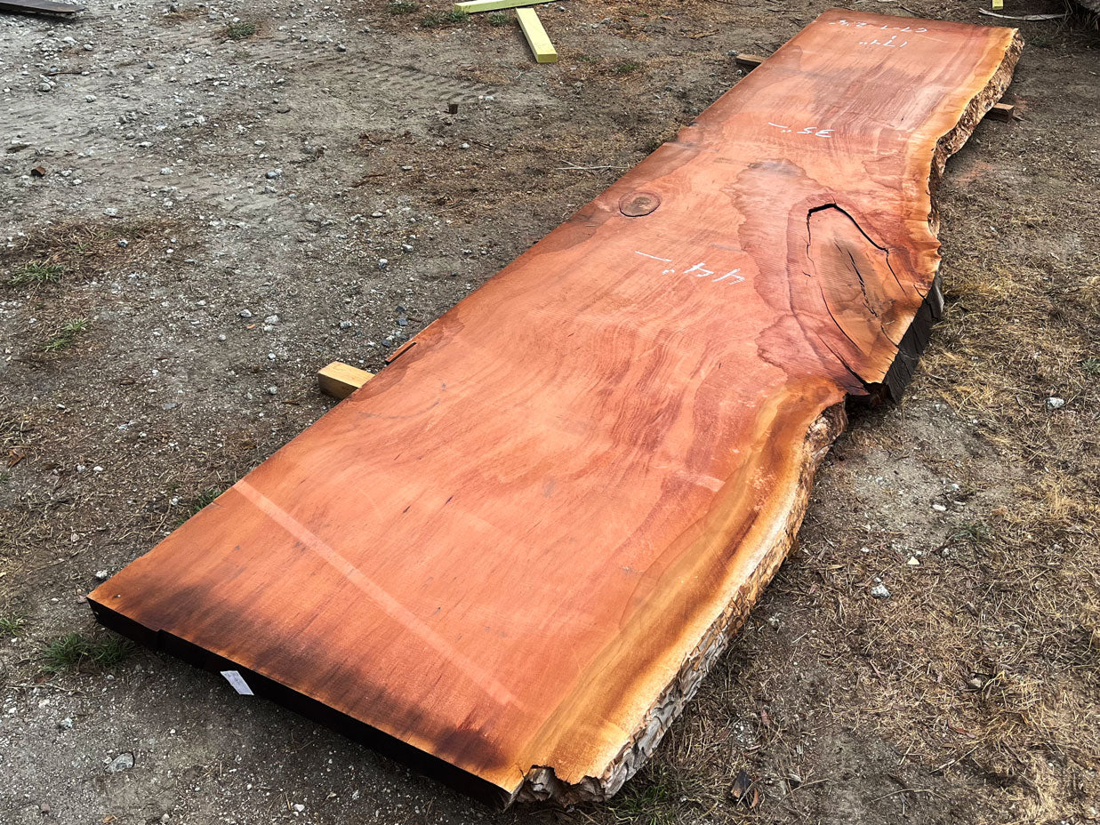 Giant Sequoia Live Edge Slab – 14.5' x 44" x 2.5" – Old Growth, Air-Dried – #C7-7