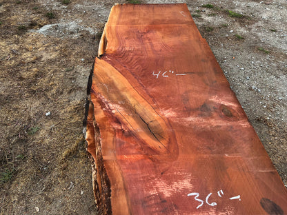Giant Sequoia Live Edge Slab – 14.5' x 46" x 3" – Old Growth, Air-Dried – #C7-8
