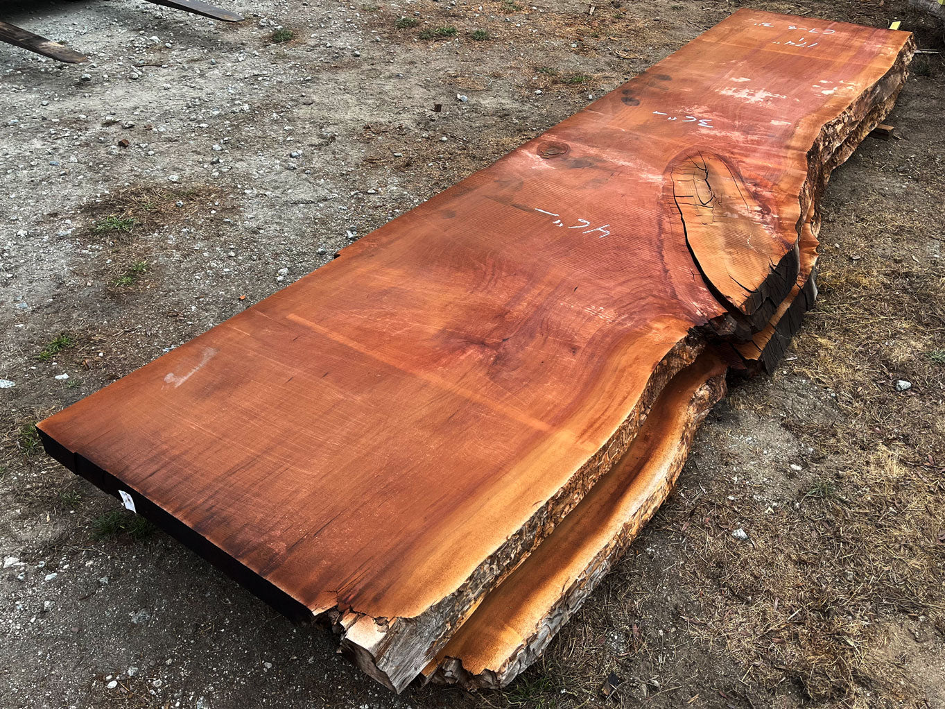 Giant Sequoia Live Edge Slab – 14.5' x 46" x 3" – Old Growth, Air-Dried – #C7-8