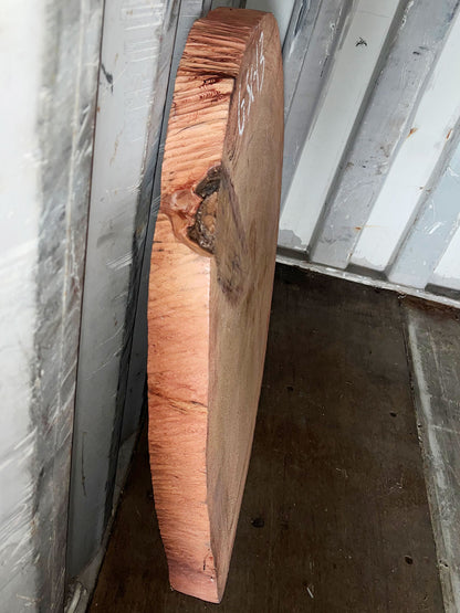 Giant Sequoia Live Edge Cookie / Round – 38" x 33.5" x 2.5" – Old Growth, Air-Dried – #GSC-13