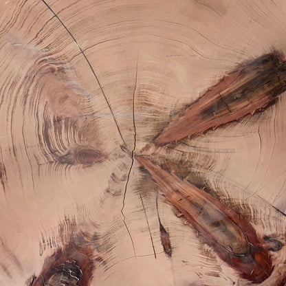 Giant Sequoia Live Edge Cookie / Round – 42" x 40.5" x 1.5" – Old Growth, Air-Dried – #GSC-18