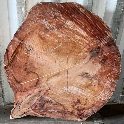 Giant Sequoia Live Edge Cookie / Round – 42" x 40.5" x 1.5" – Old Growth, Air-Dried – #GSC-18