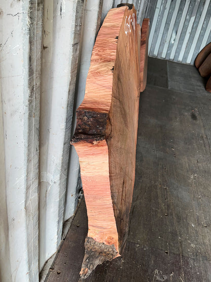 Giant Sequoia Live Edge Cookie / Round – 45" x 43" x 3.5" – Old Growth, Air-Dried – #GSC-21