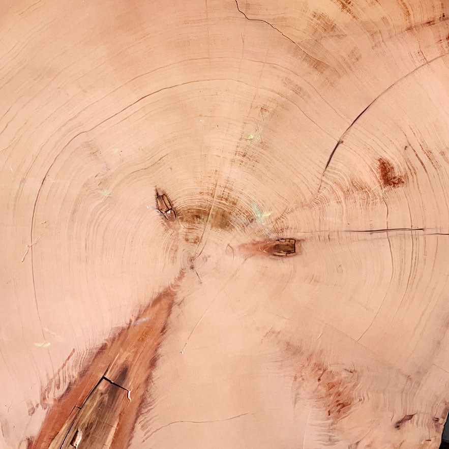 Giant Sequoia Live Edge Cookie / Round – 41" x 38" x 0.5" – Old Growth, Air-Dried – #GSC-32