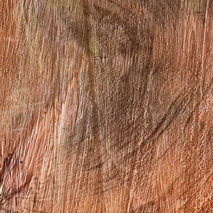 Giant Sequoia Live Edge Cookie / Round – 33" x 25.5" x 2.5" – Old Growth, Air-Dried – #GSC-4