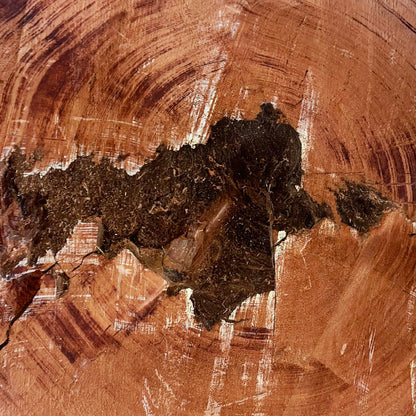 Giant Sequoia Live Edge Cookie / Round – 46" x 43" x 4" – Old Growth, Air-Dried – #GSC-6