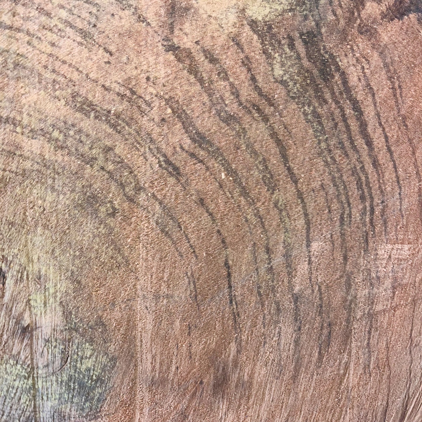 Giant Sequoia Live Edge Cookie / Round – 32" x 30" x 3" – Old Growth, Air-Dried – #GSC-7