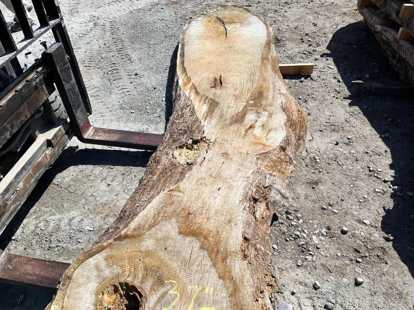 Heritage Valley Oak Live Edge Slab – 20.75' x 38" x 3.25" – Old Growth, Air-Dried – #VO-1