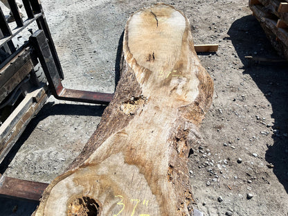 Heritage Valley Oak Live Edge Slab – 20.75' x 38" x 3.25" – Old Growth, Air-Dried – #VO-1