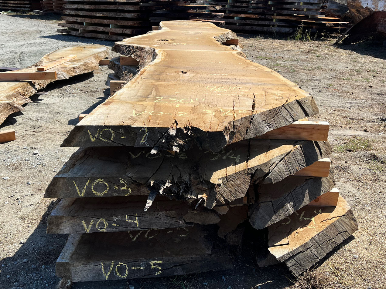 Heritage Valley Oak Live Edge Slab – 20.83' x 49" x 3.25" – Old Growth, Air-Dried – #VO-2