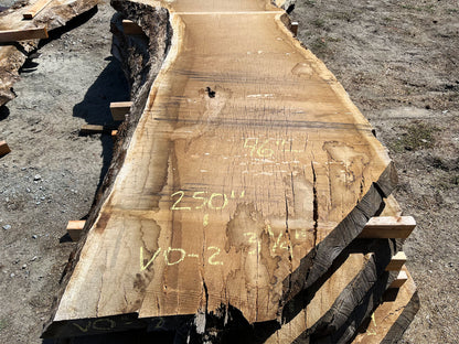 Heritage Valley Oak Live Edge Slab – 20.83' x 49" x 3.25" – Old Growth, Air-Dried – #VO-2