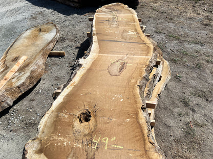 Heritage Valley Oak Live Edge Slab – 20.83' x 49" x 3.25" – Old Growth, Air-Dried – #VO-2