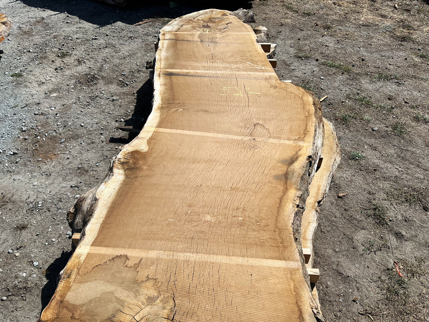 Heritage Valley Oak Live Edge Slab – 20.83' x 52" x 3.125" – Old Growth, Air-Dried – #VO-3