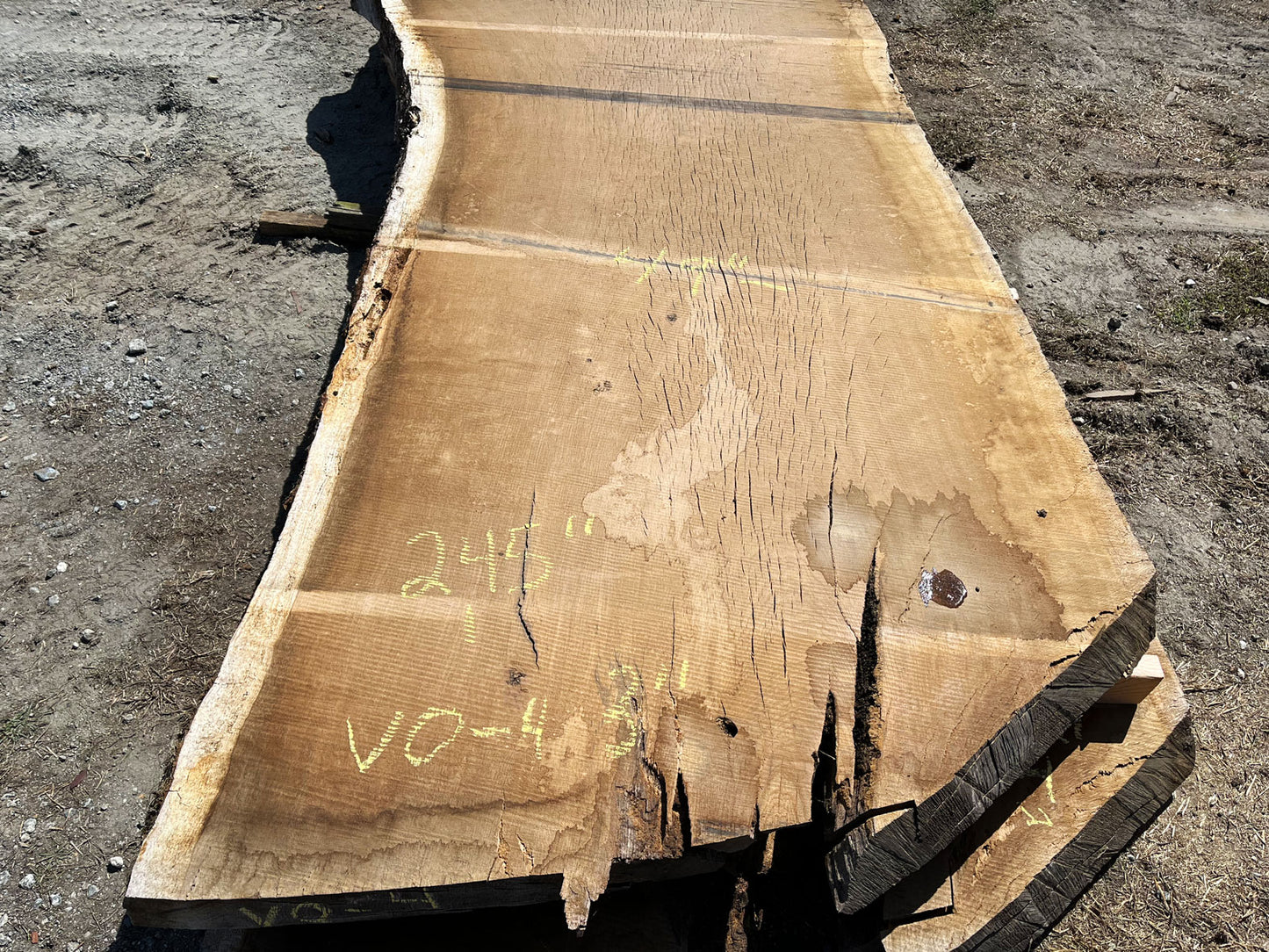 Heritage Valley Oak Live Edge Slab – 20.42' x 57" x 3" – Old Growth, Air-Dried – #VO-4