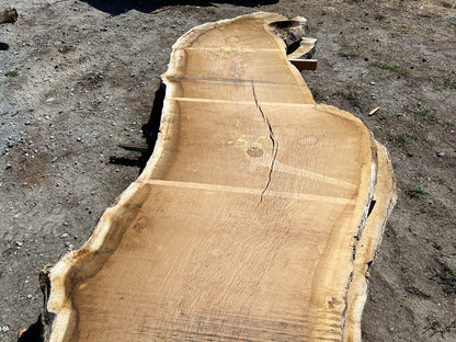 Heritage Valley Oak Live Edge Slab – 20.42' x 57" x 3" – Old Growth, Air-Dried – #VO-4