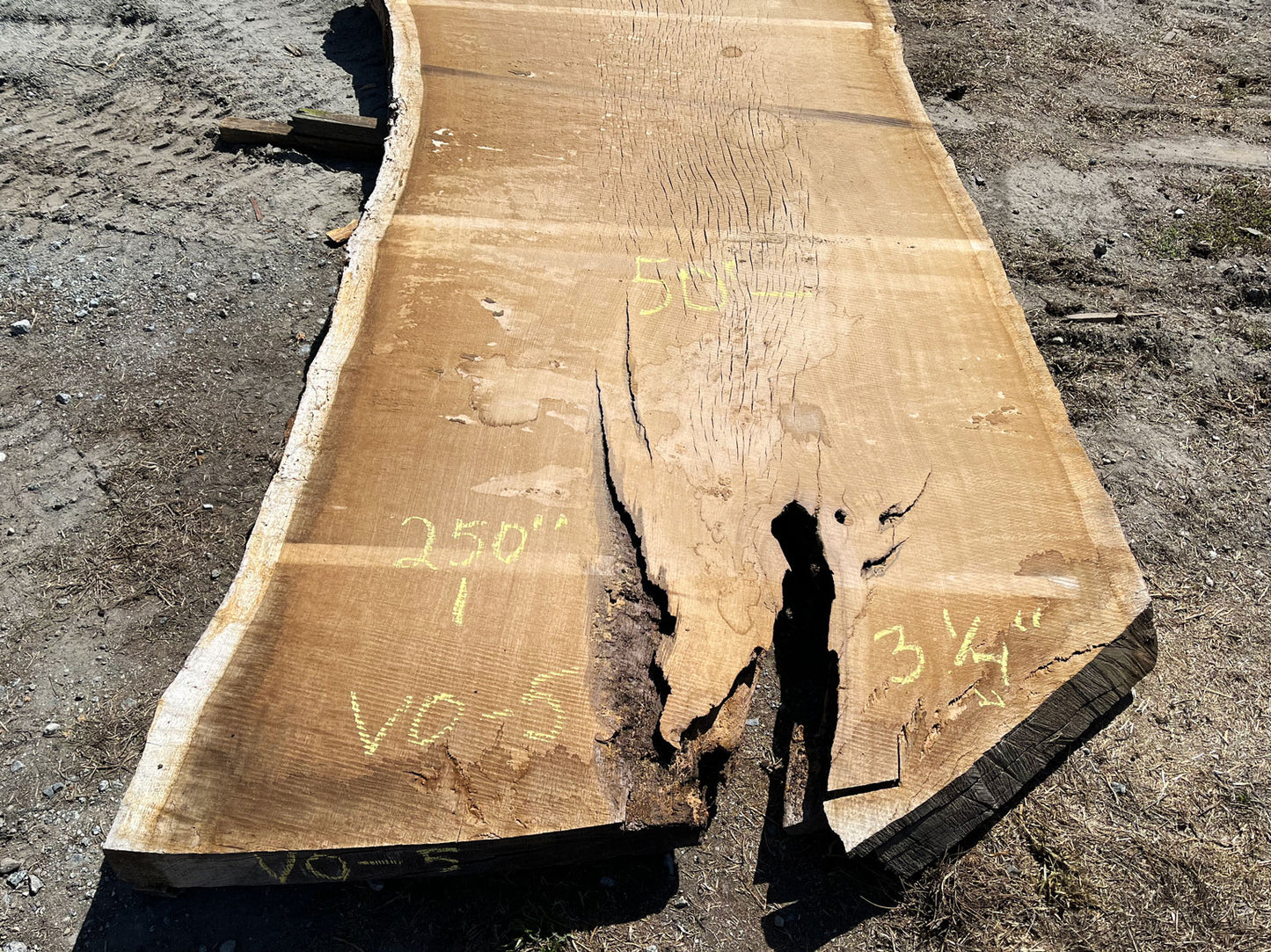 Heritage Valley Oak Live Edge Slab – 20.83' x 60" x 3.25" – Old Growth, Air-Dried – #VO-5