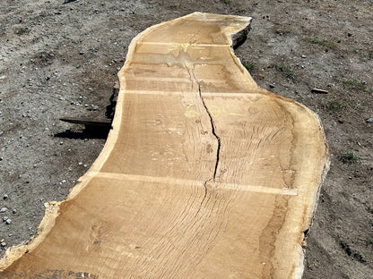 Heritage Valley Oak Live Edge Slab – 20.83' x 60" x 3.25" – Old Growth, Air-Dried – #VO-5