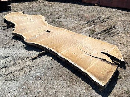 Heritage Valley Oak Live Edge Slab – 20.83' x 60" x 3.25" – Old Growth, Air-Dried – #VO-5