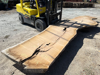 Heritage Valley Oak Live Edge Slab – 20.17' x 64" x 3.25" – Old Growth, Air-Dried – #VO-6