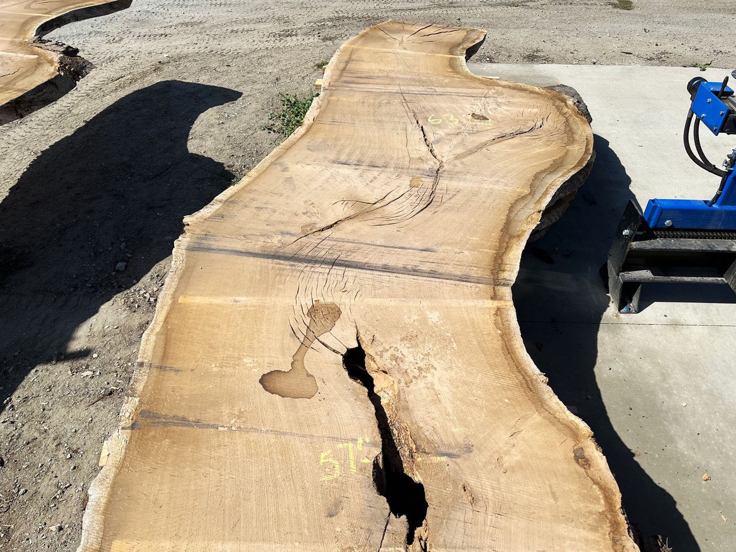 Heritage Valley Oak Live Edge Slab – 19.92' x 63" x 4" – Old Growth, Air-Dried – #VO-7