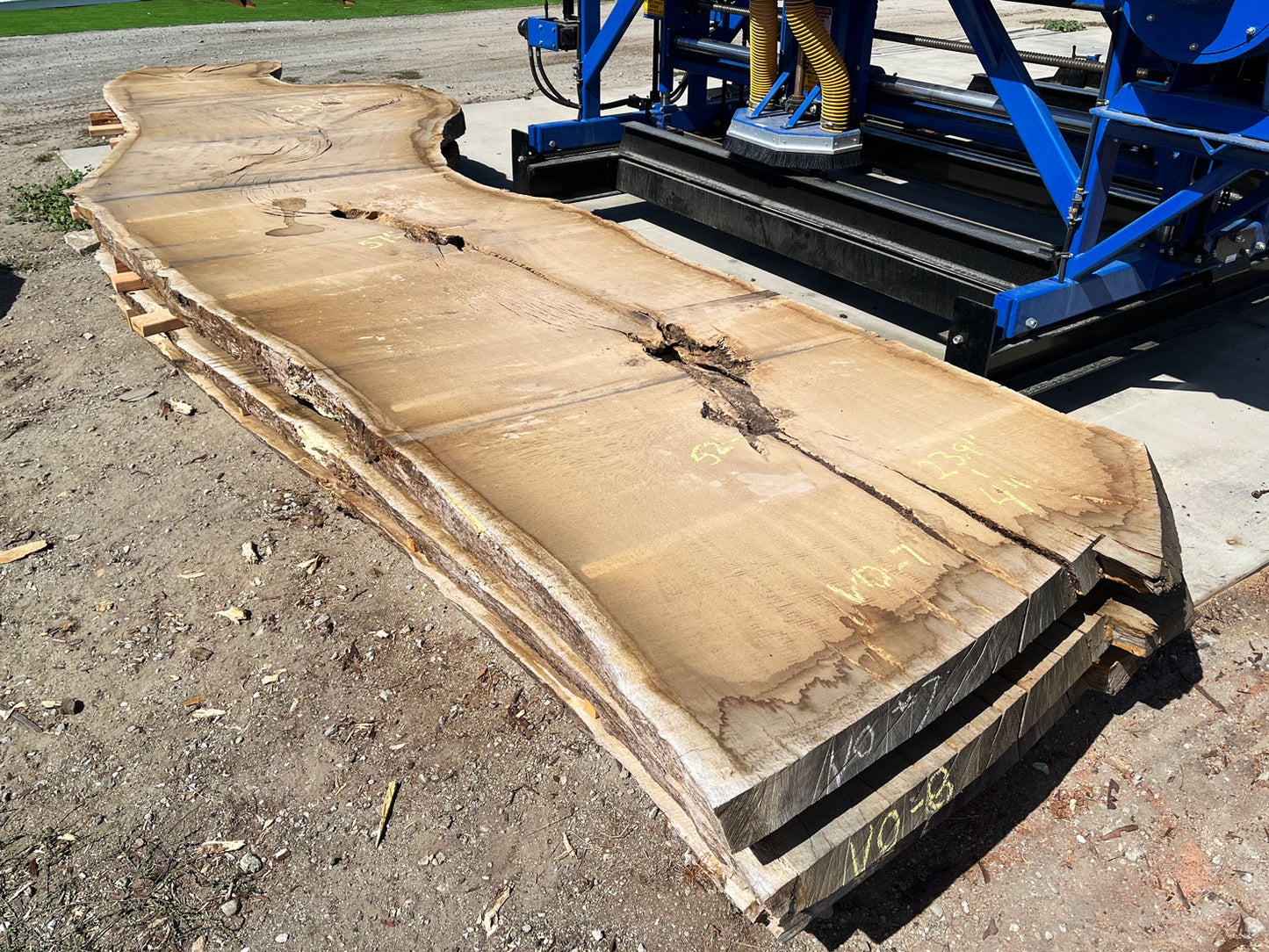 Heritage Valley Oak Live Edge Slab – 19.92' x 63" x 4" – Old Growth, Air-Dried – #VO-7