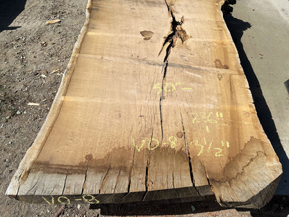 Heritage Valley Oak Live Edge Slab – 19.67' x 63" x 3.5" – Old Growth, Air-Dried – #VO-8