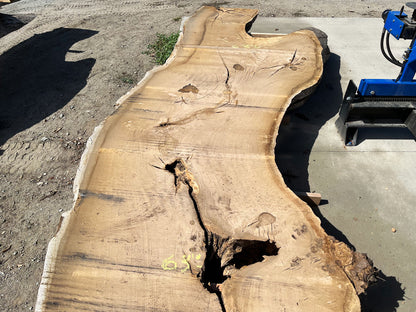 Heritage Valley Oak Live Edge Slab – 19.67' x 63" x 3.5" – Old Growth, Air-Dried – #VO-8