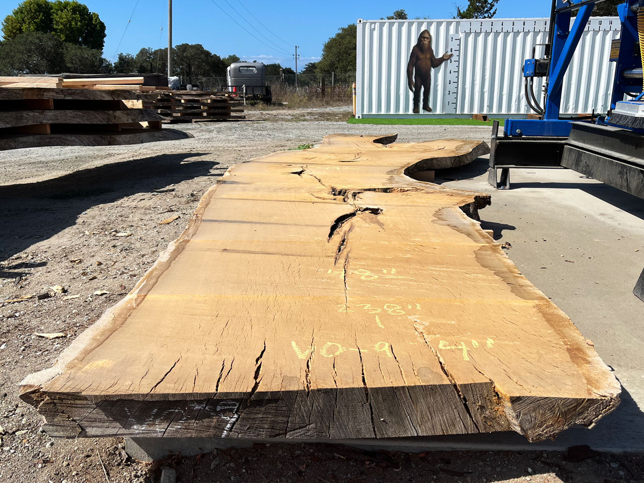 Heritage Valley Oak Live Edge Slab – 19.83' x 58" x 4" – Old Growth, Air-Dried – #VO-9