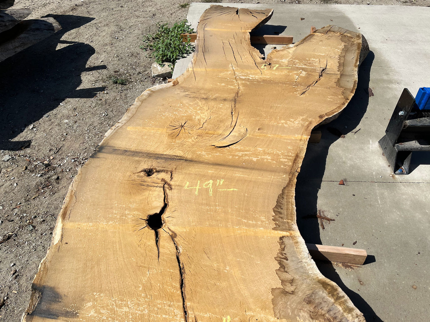 Heritage Valley Oak Live Edge Slab – 19.83' x 58" x 4" – Old Growth, Air-Dried – #VO-9