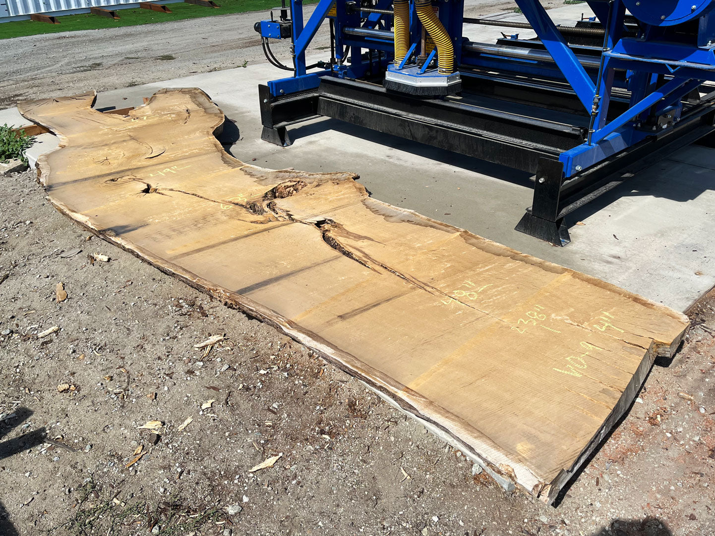 Heritage Valley Oak Live Edge Slab – 19.83' x 58" x 4" – Old Growth, Air-Dried – #VO-9