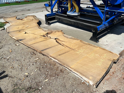 Heritage Valley Oak Live Edge Slab – 19.83' x 58" x 4" – Old Growth, Air-Dried – #VO-9