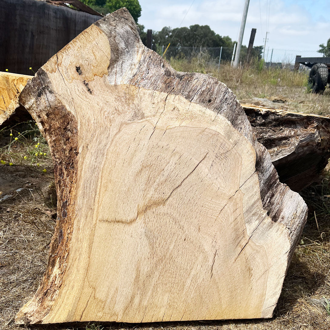 Heritage Valley Oak Live Edge Cookie / Round – 30" x 29" x 2.25" – Old Growth, Air-Dried – #VOP-1