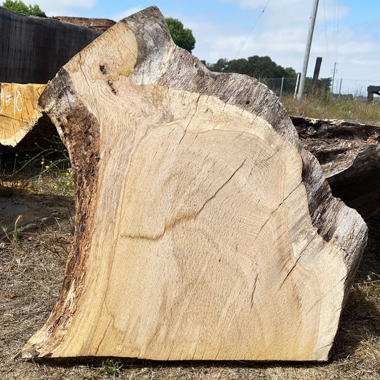 Heritage Valley Oak Live Edge Cookie / Round – 30" x 29" x 2.25" – Old Growth, Air-Dried – #VOP-1