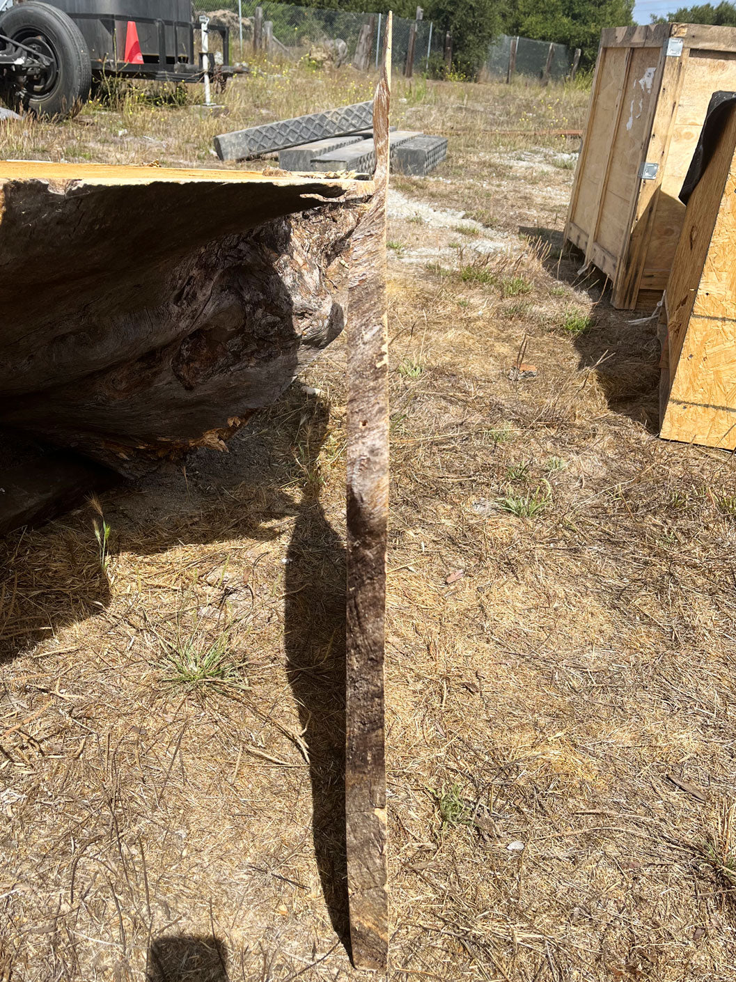 Heritage Valley Oak Live Edge Cookie / Round – 26" x 19" x 1.5" – Old Growth, Air-Dried – #VOP-2