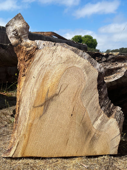 Heritage Valley Oak Live Edge Cookie / Round – 26" x 19" x 1.5" – Old Growth, Air-Dried – #VOP-2